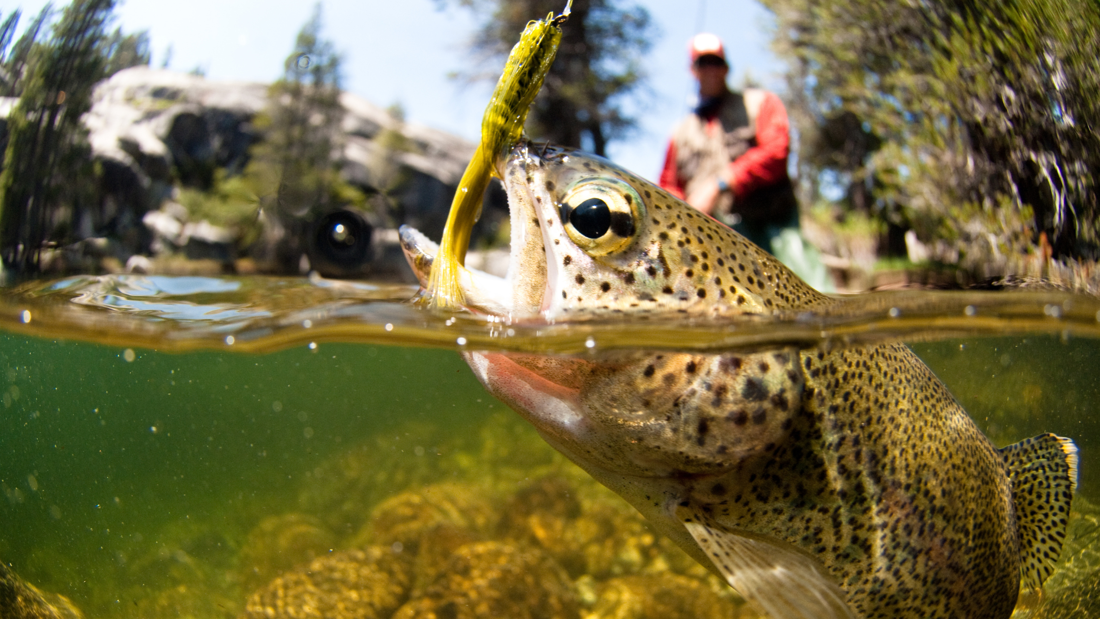 Brown Trout Eyesight: What Trout Can See (And How to Use It to Catch More Fish)