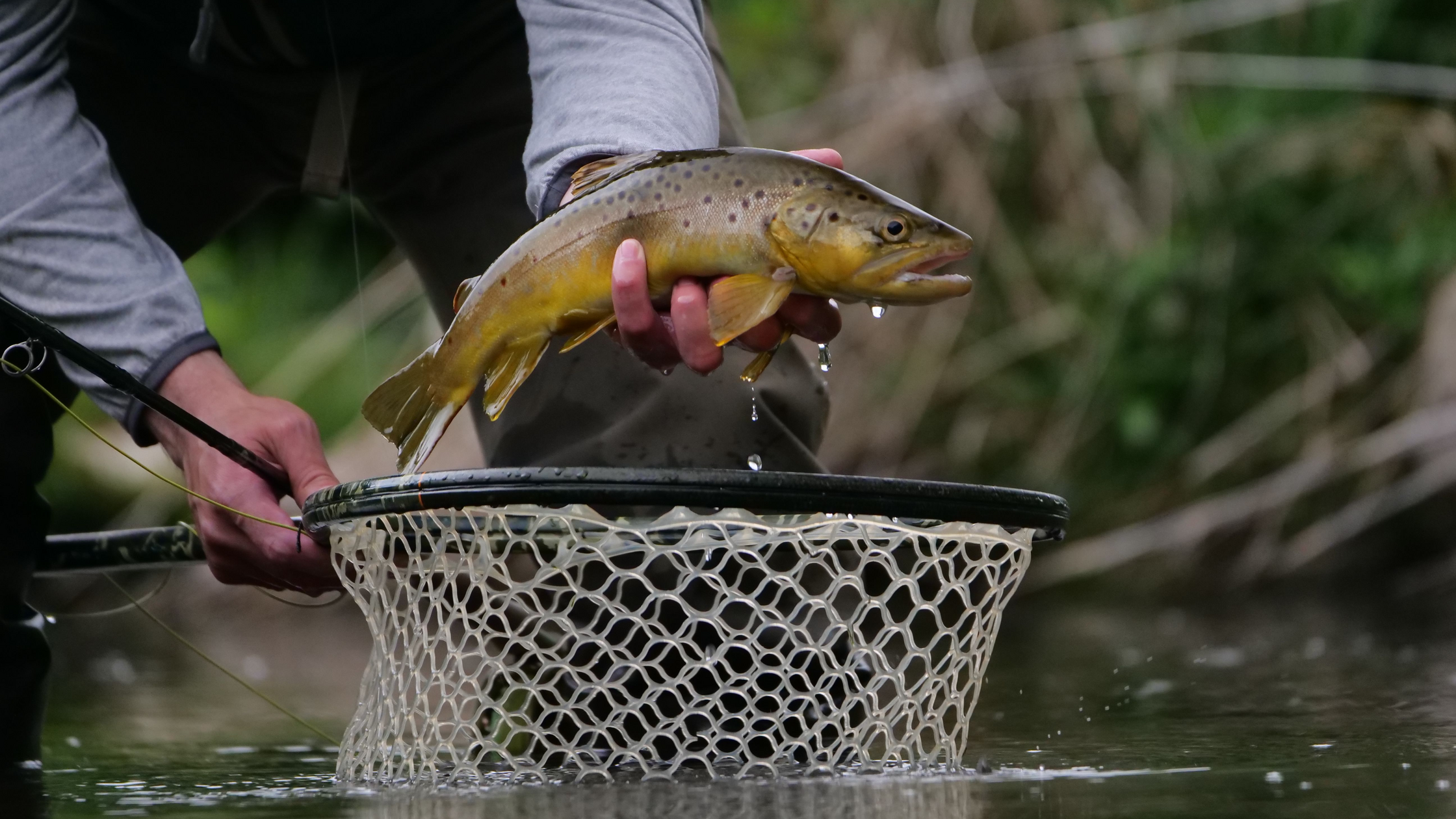 How to Set the Hook and Land Every Fish: From Strike to Net