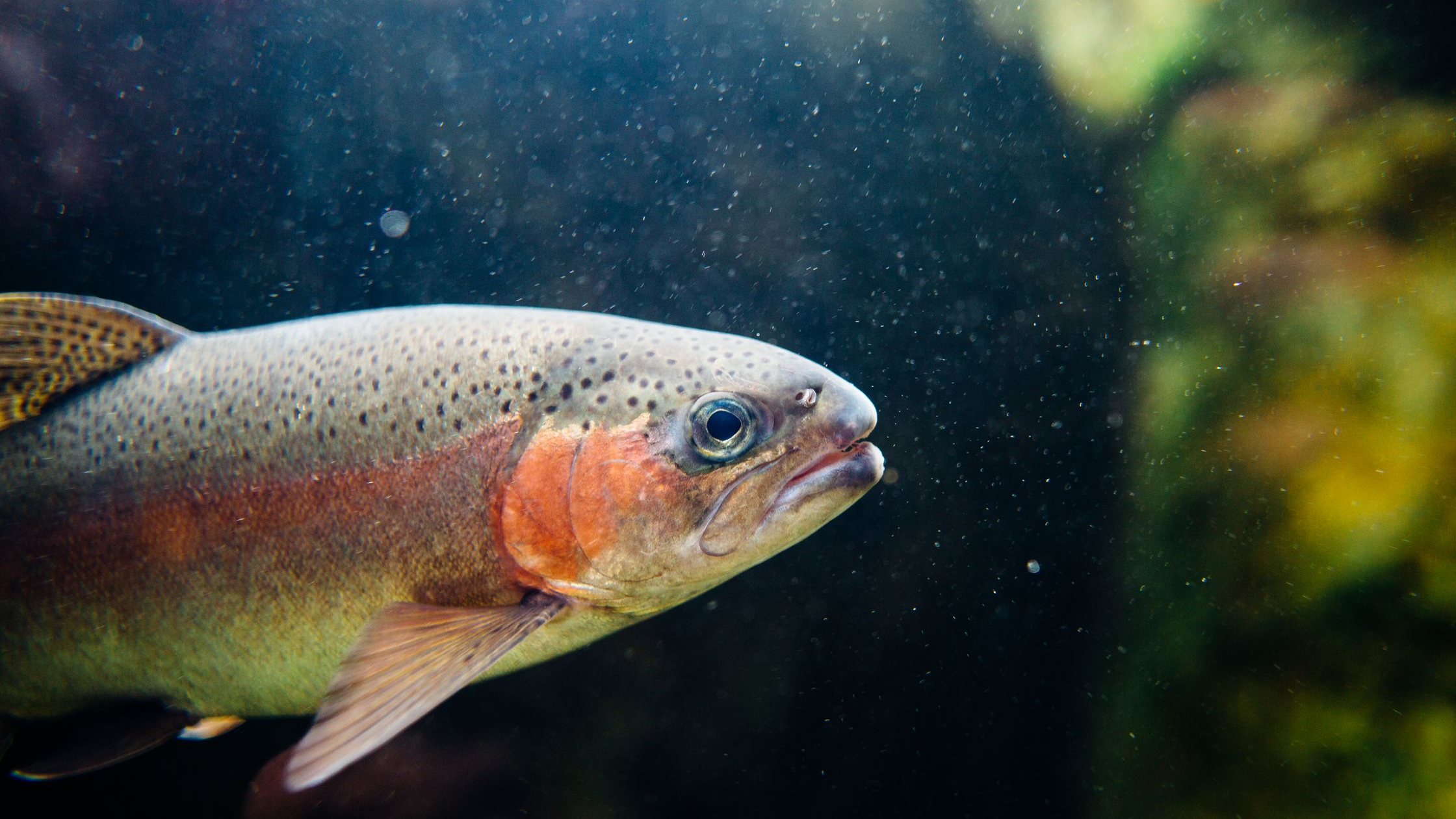 Rainbow Trout Adaptations, Habitat & Behavior: What Every Angler Should Know