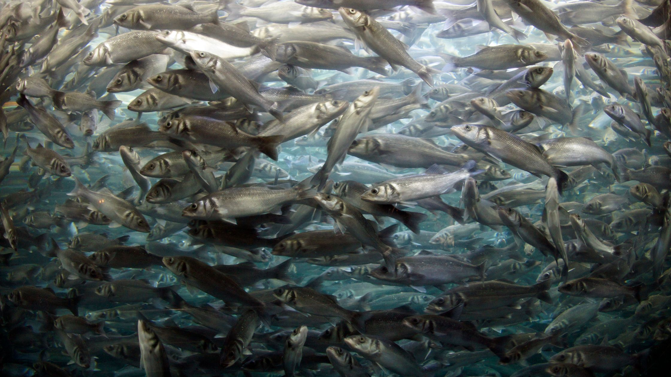 Bunker Bait Fish (Menhaden): The Atlantic Gamefish Magnet
