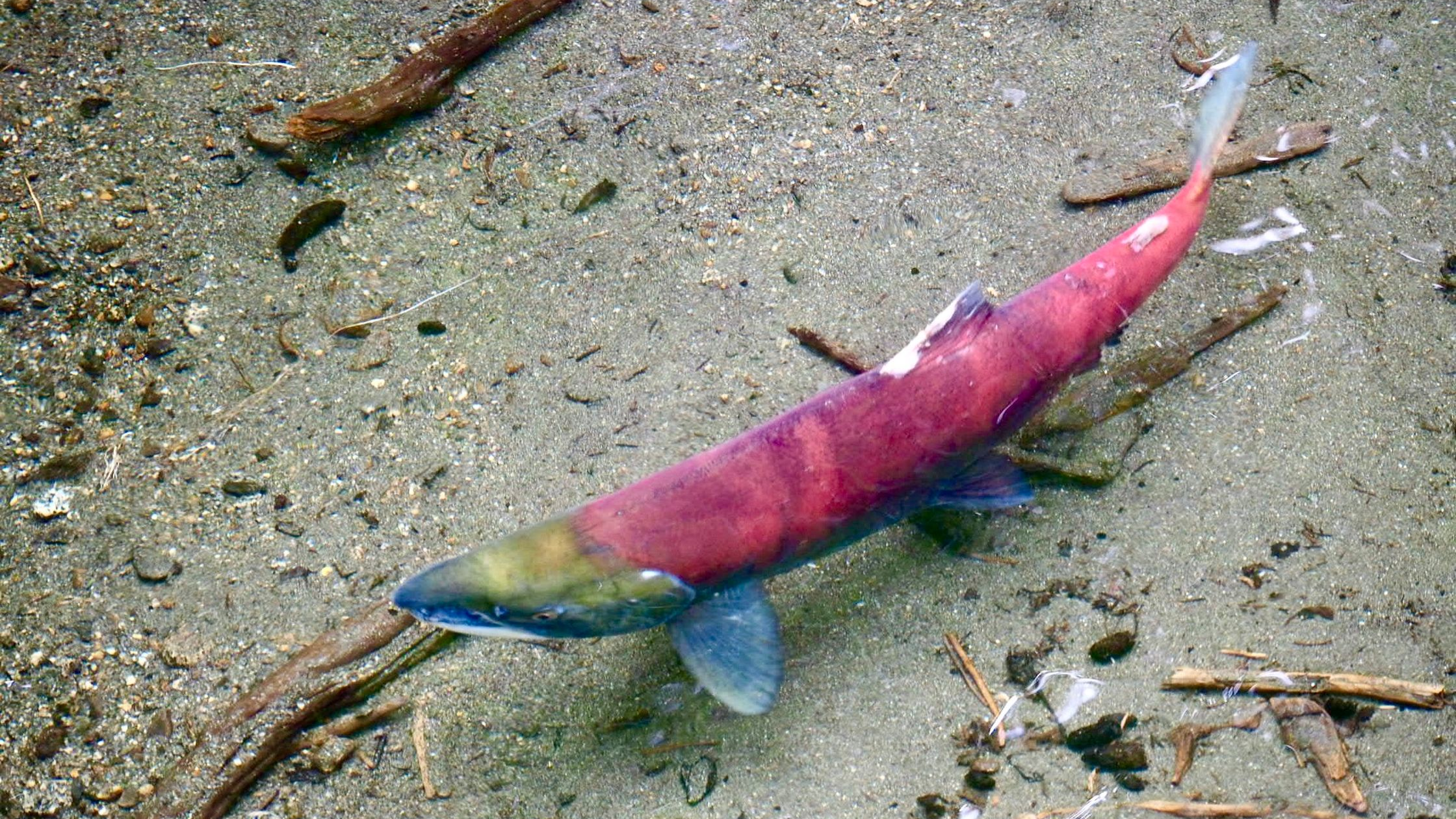 Alaskan Salmon Fishing