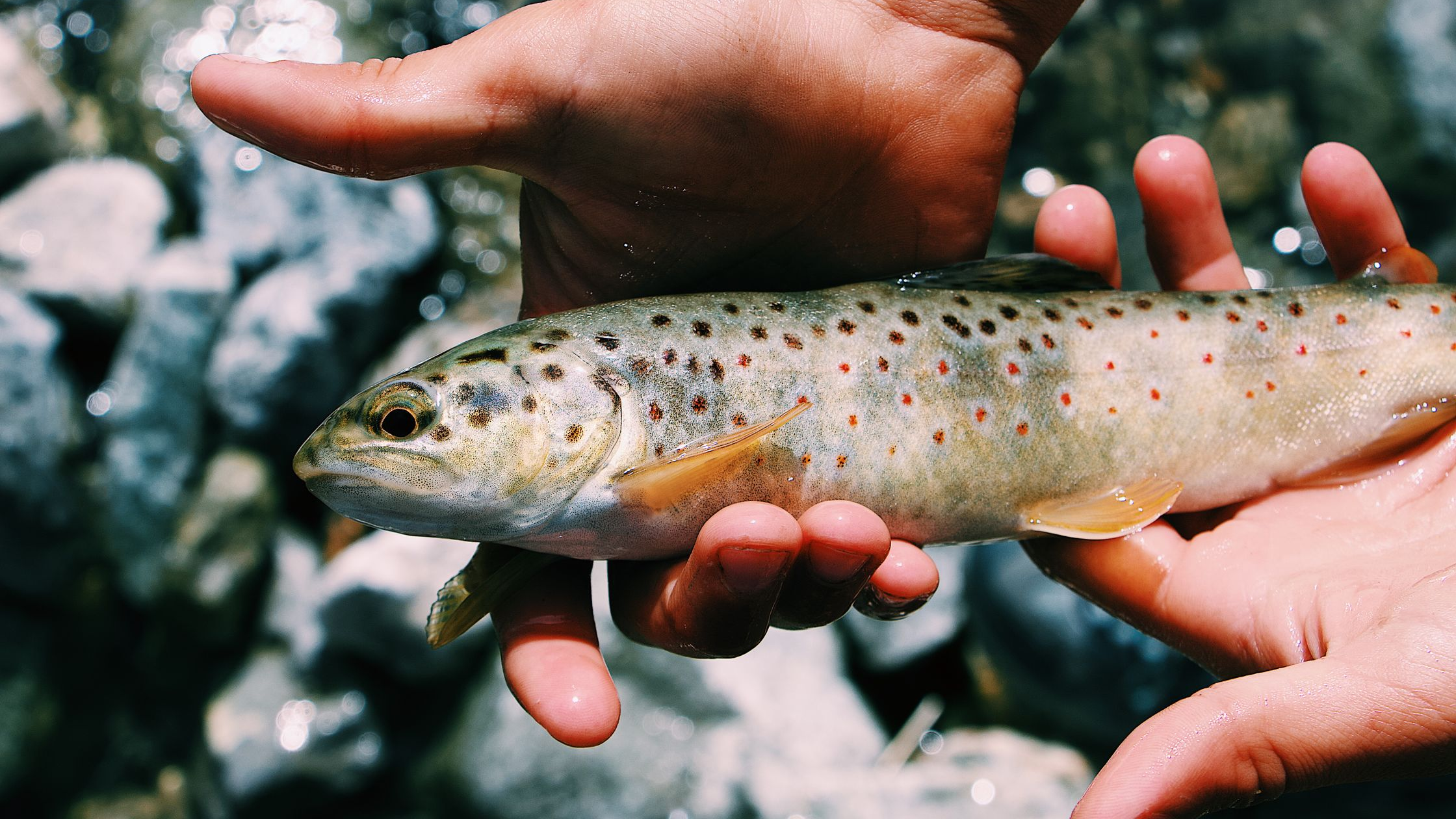 Essential Rainbow Trout Facts